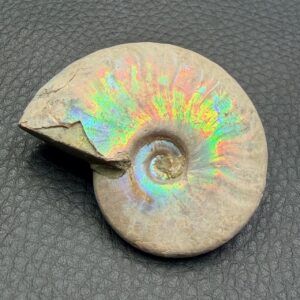 Ammonite