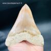 Dent de Mégalodon d'Indonésie "grande taille" (réf meg1) – Image 9