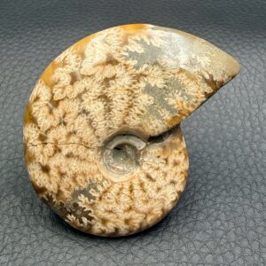 Ammonite fougères