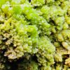 Pyromorphite de Guilin, Chine (réf pyr4) – Image 6