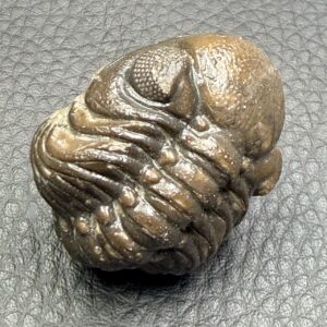 Trilobite Morocops