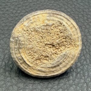 Corail Fossile