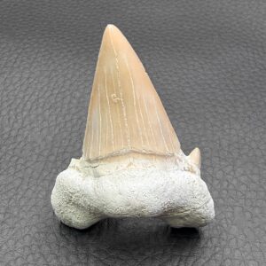 Dent de Requin Fossile