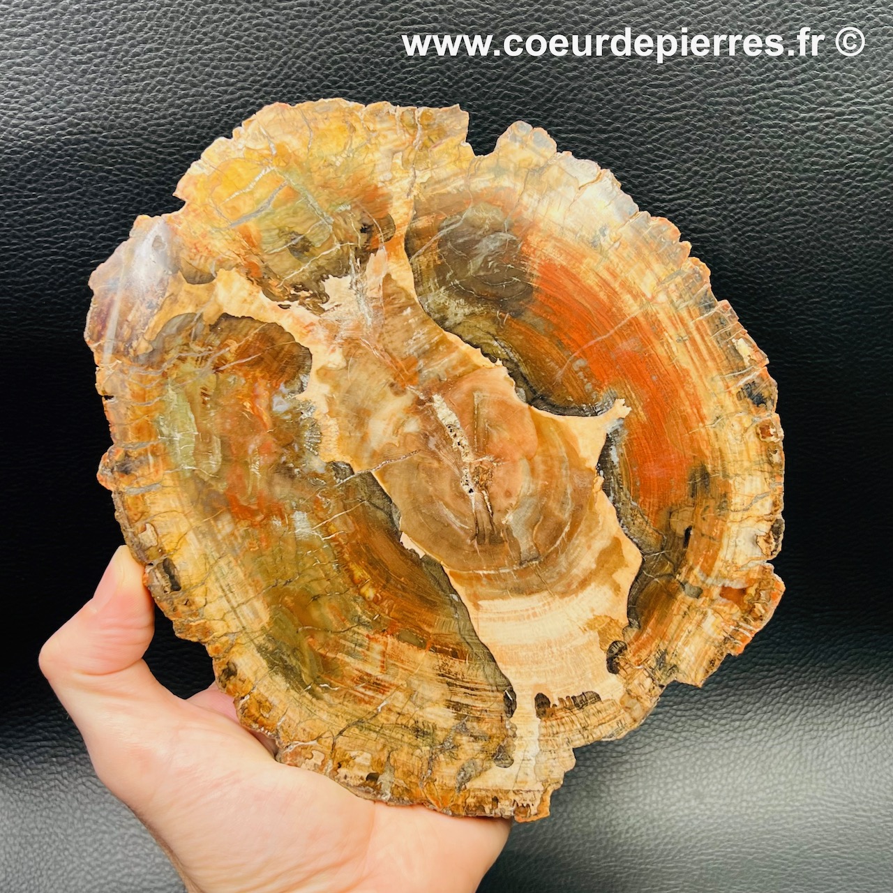 Tranche de bois fossile de Madagascar 0,790kg (réf tbf5)