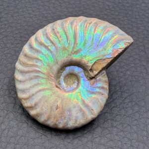 Ammonite Iridescente