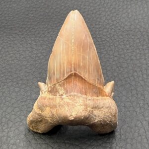 Dent de Requin Fossile