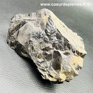 Fossile de fougères arborescente des mines de Carvin (Nord Pas-de-Calais) (réf fc11)