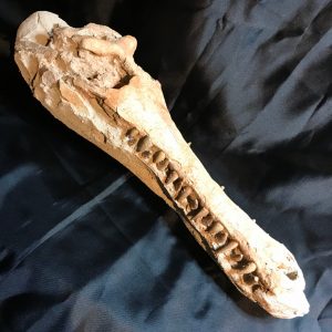 Crâne de crocodile « gavial » fossilisé du Maroc