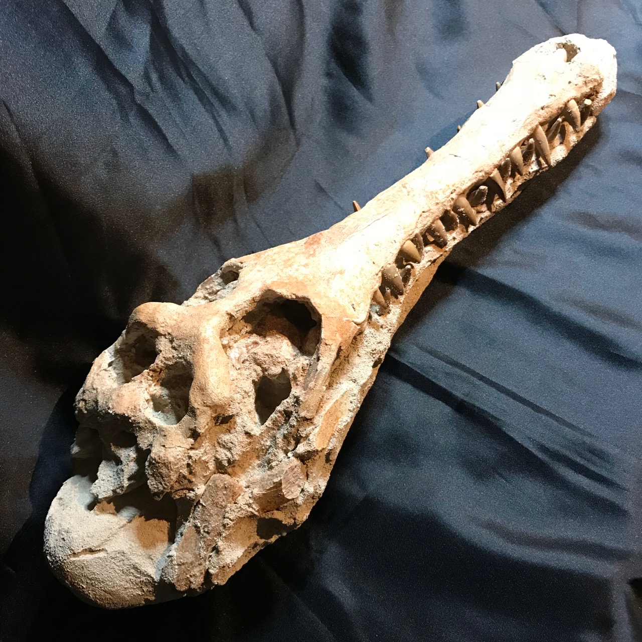 Crâne de crocodile “gavial” fossilisé du Maroc