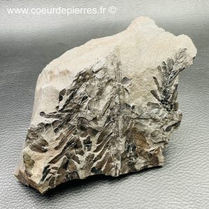Fossile de fougères arborescente des mines de Carvin (Nord Pas-de-Calais) (réf fc10)