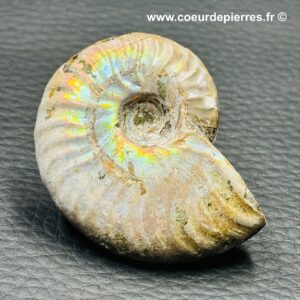 Ammonite iridescente de Madagascar (réf amd6)
