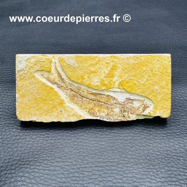 Poisson Fossile