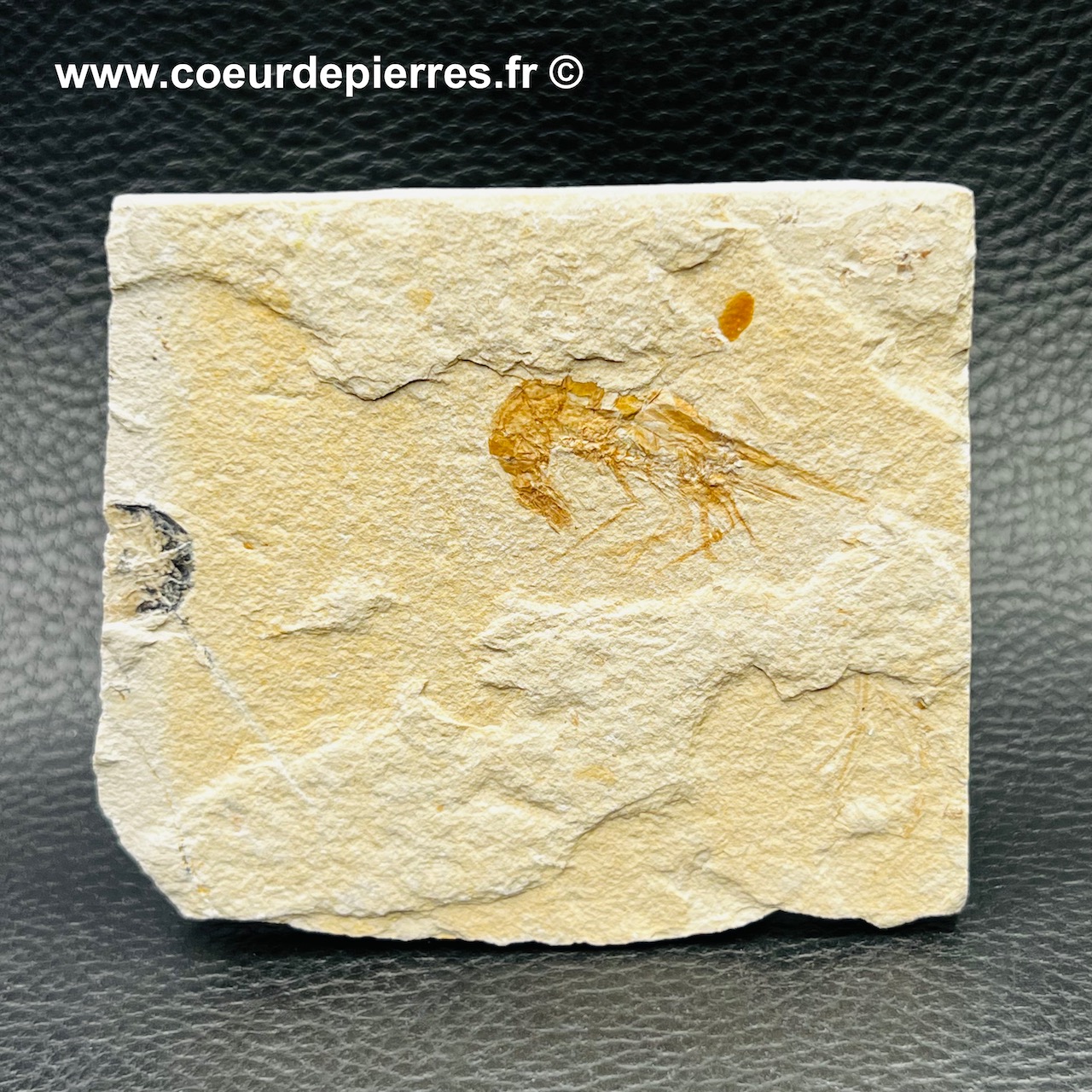 Crevette fossile Carpopenaeus callirostris d’Hajoula (réf cf5)