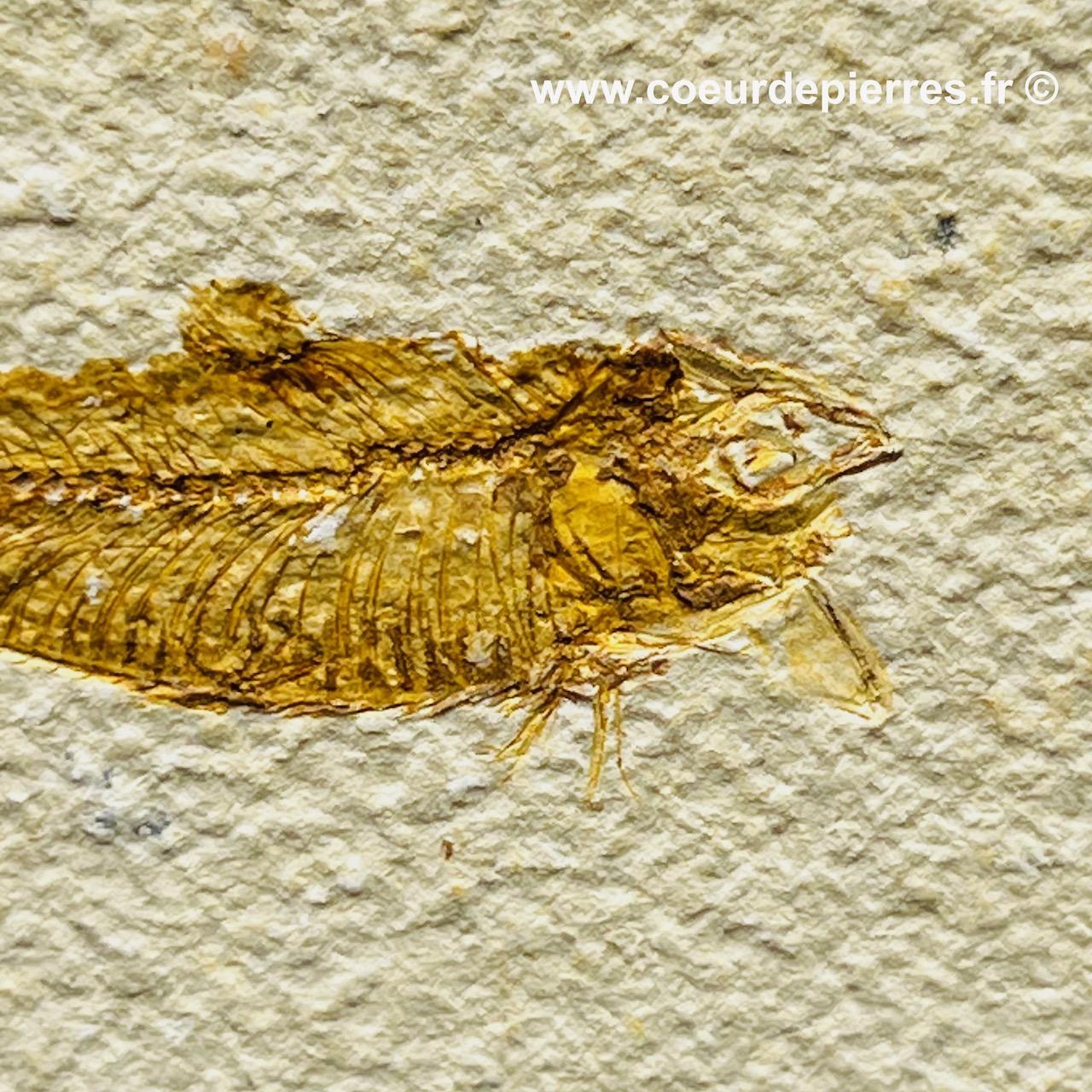 Poisson fossile Knightia de la Green River, Wyoming (réf pf2)