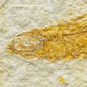 Poisson fossile Knightia de la Green River, Wyoming (réf pf5)