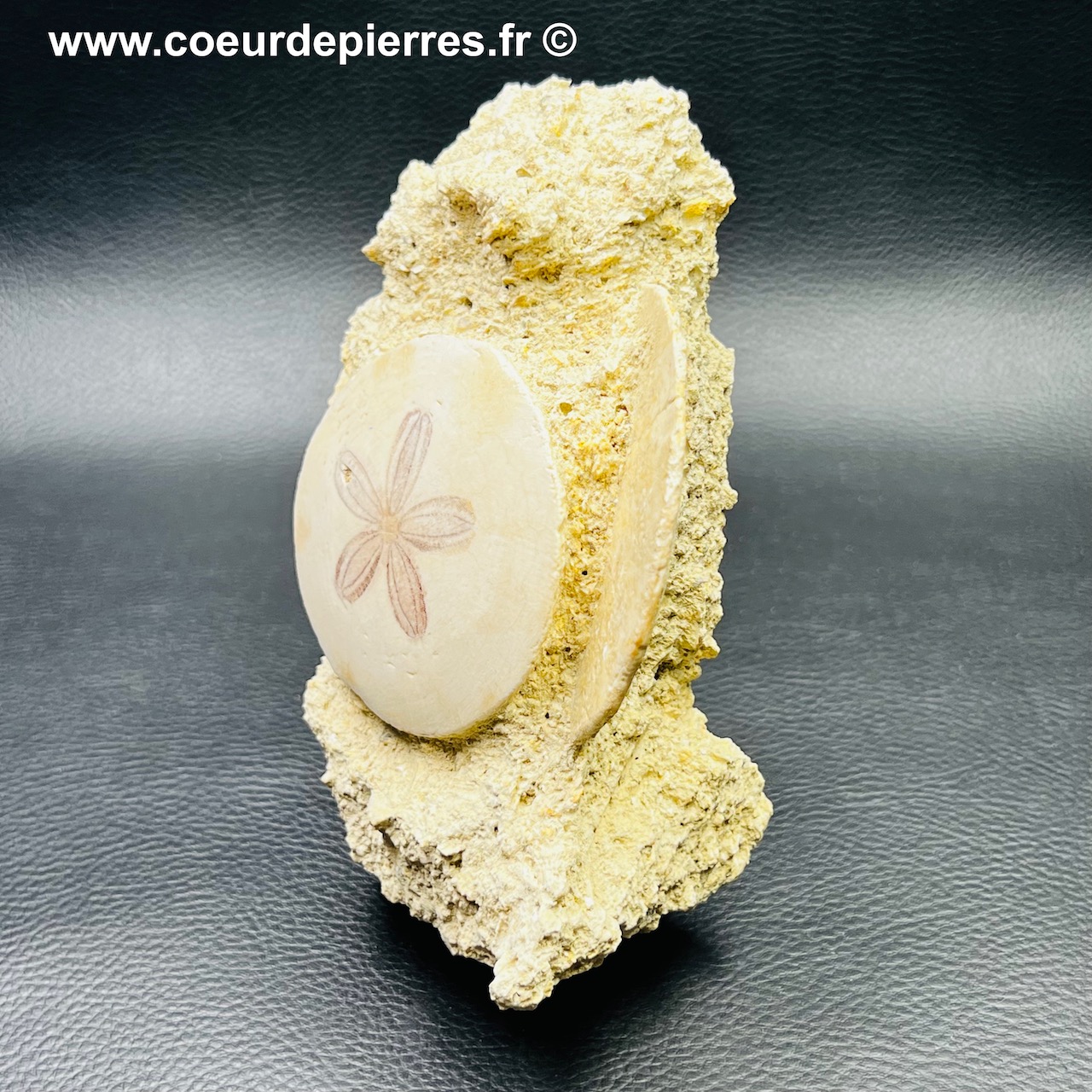 Oursin scutella fossile de Touraine, France (réf ouf2)