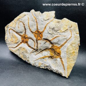 Etoiles de mer fossile “Edrioasteroide” du Maroc (réf em1)