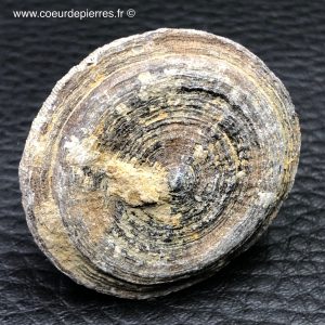 Corail fossile “cyclolites” du Maroc (réf cyl4)