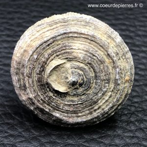 Corail fossile “cyclolites” du Maroc (réf cyl5)