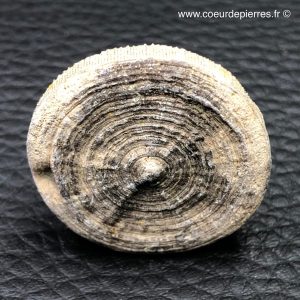 Corail fossile “cyclolites” du Maroc (réf cyl7)