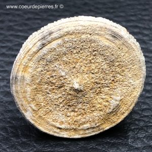 Corail fossile “cyclolites” du Maroc (réf cyl9)