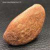 Scutelle Dermique de Dinosaure “Rebbachisaurus” (réf pld6) – Image 2