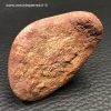Scutelle Dermique de Dinosaure “Rebbachisaurus” (réf pld6) – Image 4