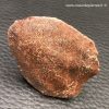 Scutelle Dermique de Dinosaure “Rebbachisaurus” (réf pld12) – Image 3