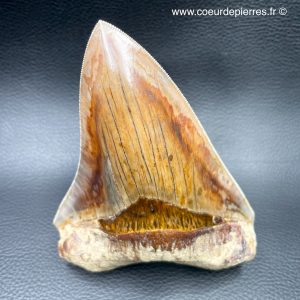 Dent de Carcharodon Megalodon d’Indonésie “qualité extra” (réf meg3)