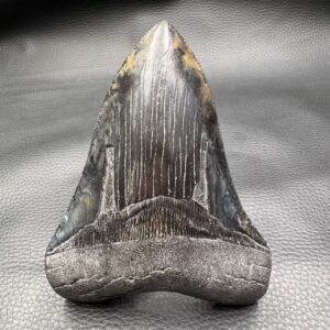 Dent de Mégalodon