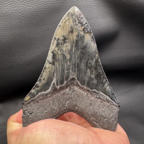 Dent de Mégalodon de Caroline du Sud “grande taille” (réf meg10) – Image 5