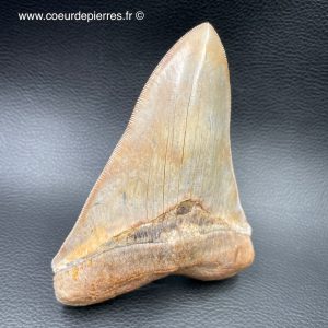 Dent de Carcharodon Megalodon d’Indonésie “grande taille” (réf meg5)