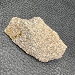 Coquille D'oeuf de Dinosaure