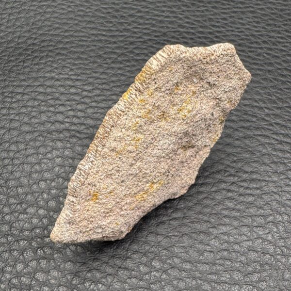 Coquillle d'Oeuf de Dinosaure "Saltasaurus" (réf cod4) – Image 2