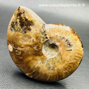 Ammonite iridescente de Madagascar (réf amd15)