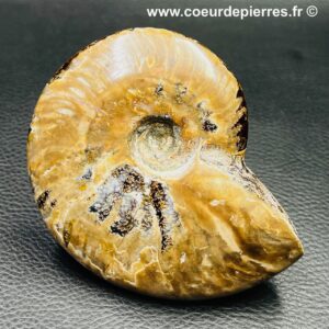 Ammonite iridescente de Madagascar (réf amd15)