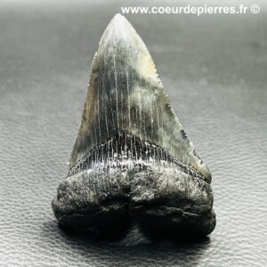 Dent de Mégalodon Carcharodon des USA “qualité extra” (réf meg3)
