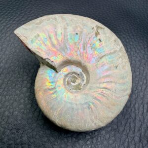 Ammonite iridescente