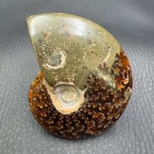 Ammonite