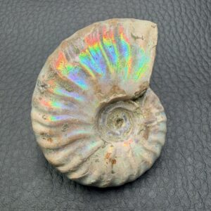 Ammonite iridescente