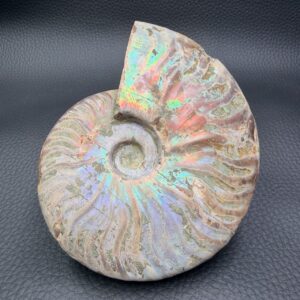 Ammonite Iridescente