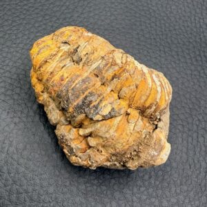 Trilobite