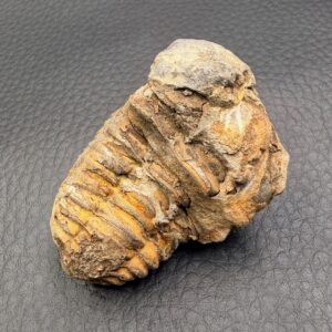 Trilobite