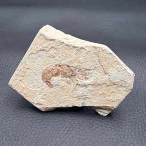 Crevette Fossile
