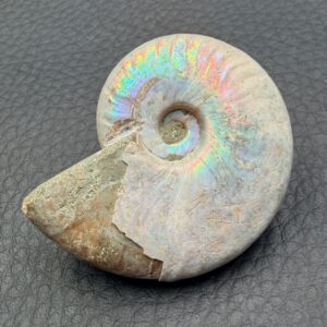 Ammonite Iridescente
