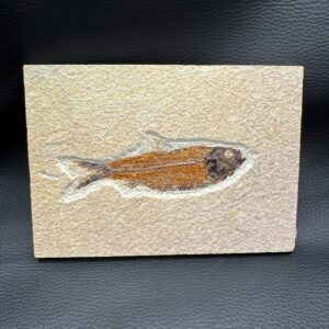 Poisson Fossile