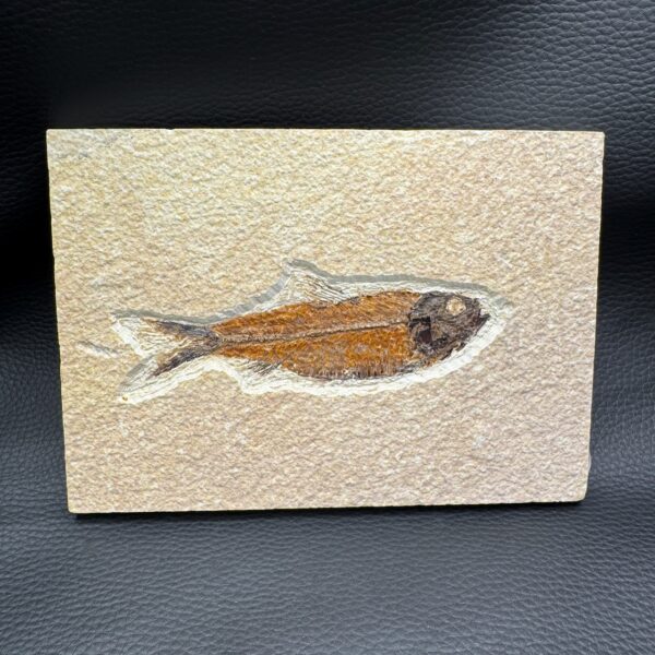 Poisson Fossile