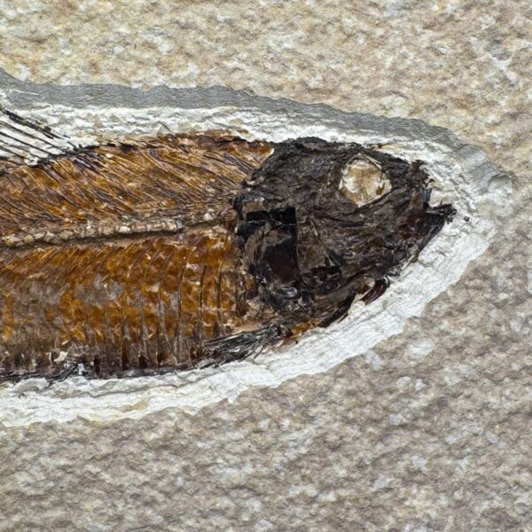 Poisson Fossile Knightia de la Green River, Wyoming (réf pf2) – Image 3