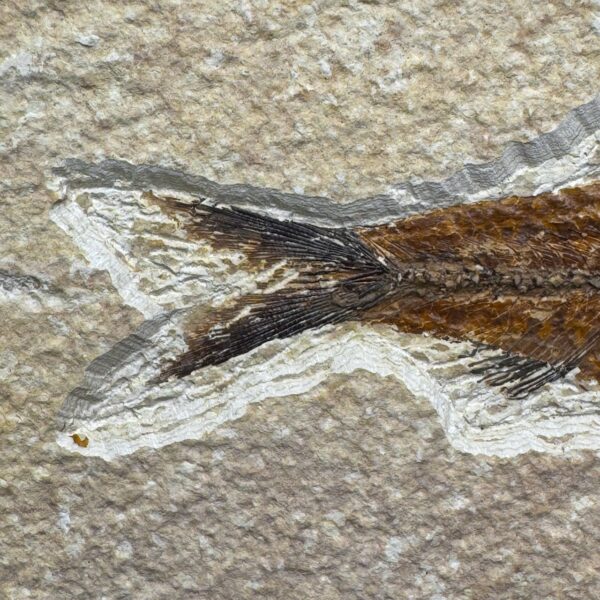 Poisson Fossile Knightia de la Green River, Wyoming (réf pf2) – Image 2