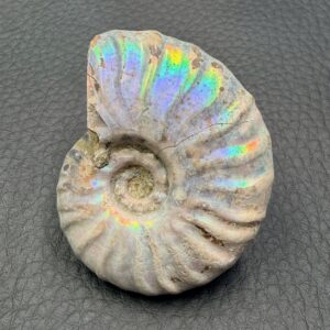 Ammonite Iridescente